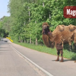 GIŻYCKO: To nie fatamorgana – wielbłąd podróżował po polskich drogach