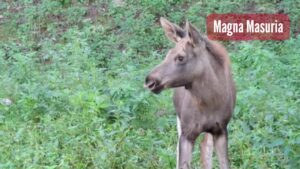 MAGNAMASURIAXD_20250915_113529_0000