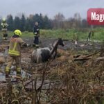 RESZEL: Strażacy uratowali konia ze stawu