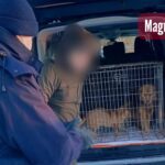 SĘPOPOL: Zaniedbane i przemarznięte psy odebrane właścicielowi. Sprawa trafiła do organów ścigania