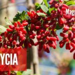 FITNESS: Berberyna – niedoceniany regulator metabolizmu. Co mówi nauka?